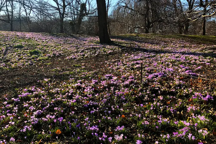 A photo of the early blooms at Brooklyn Botanic Garden